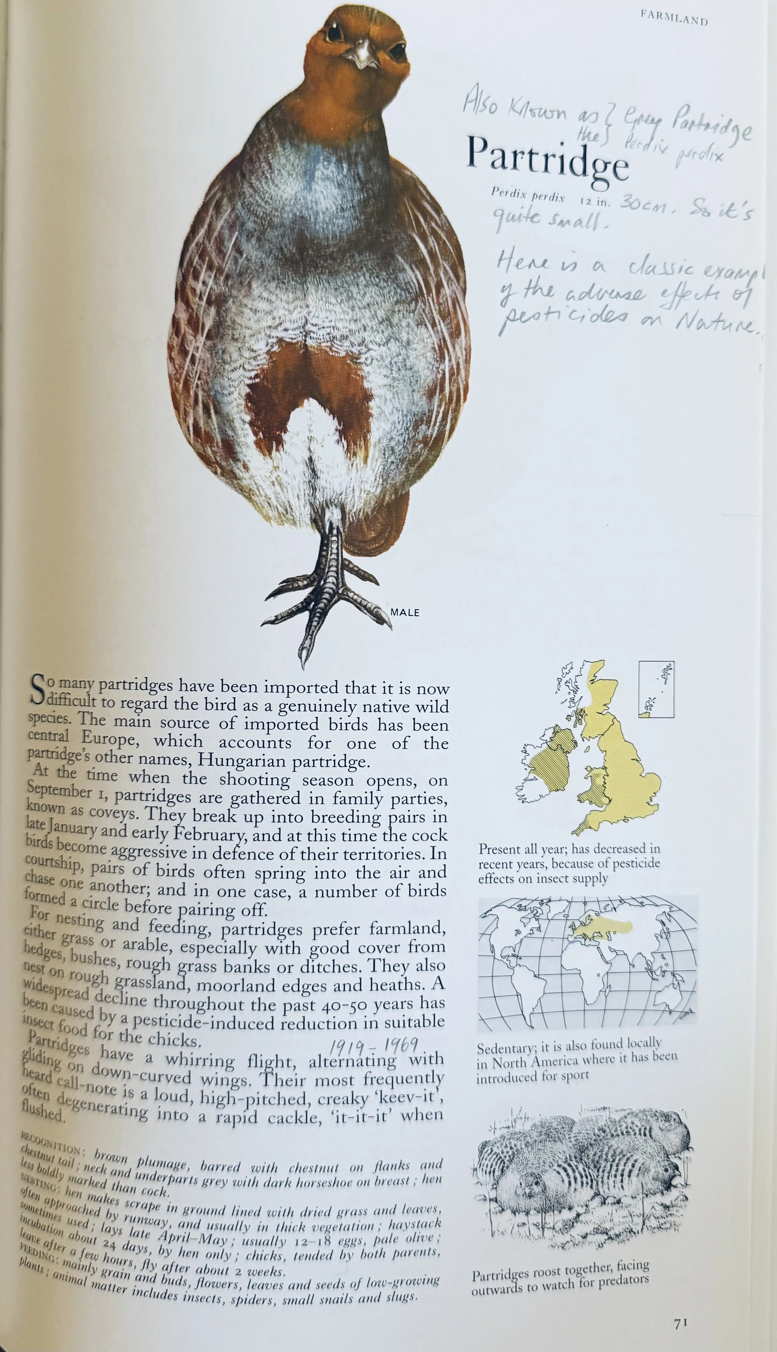 BBB.Partridge.jpg