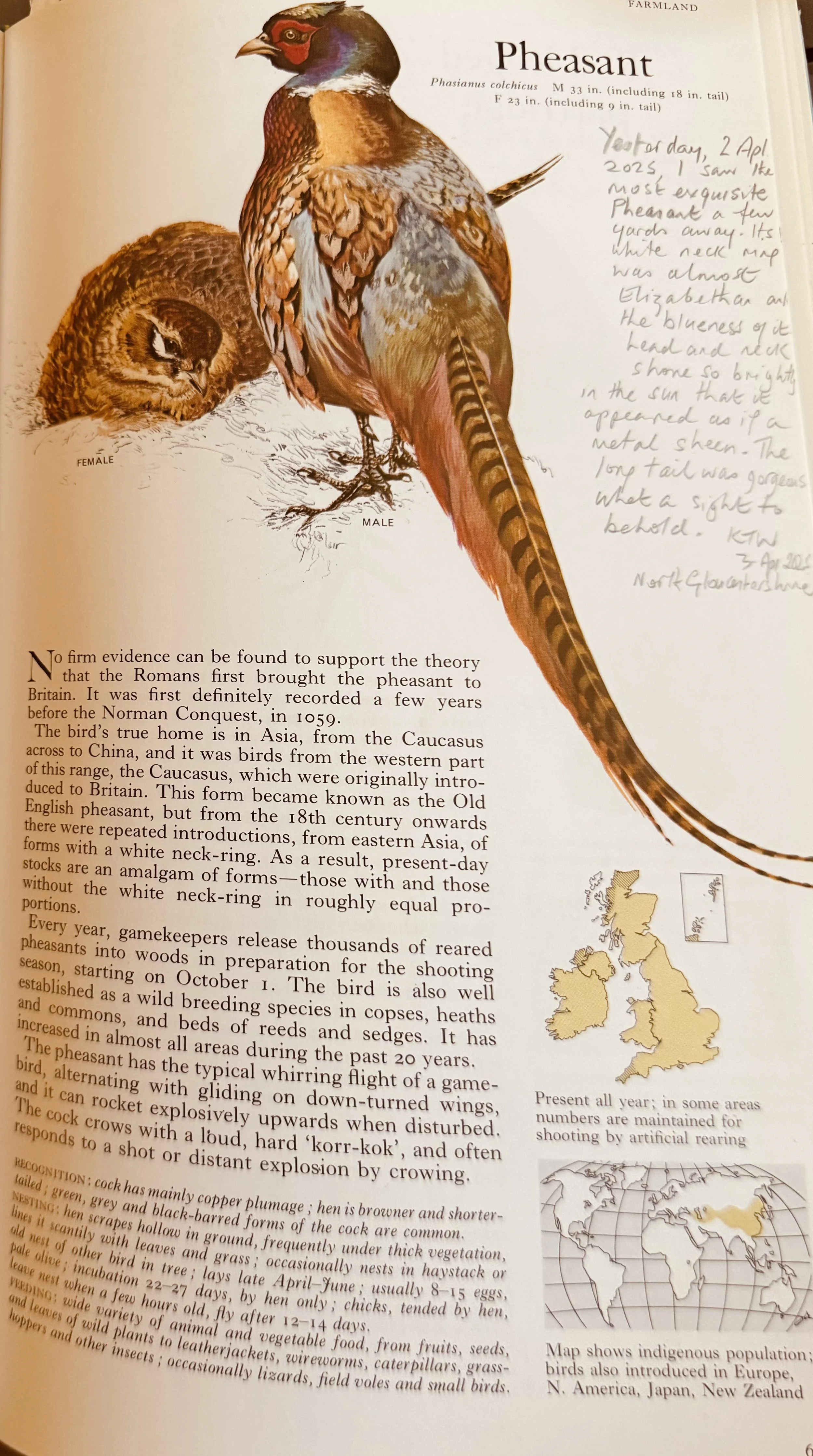 BBB.Pheasant.jpg