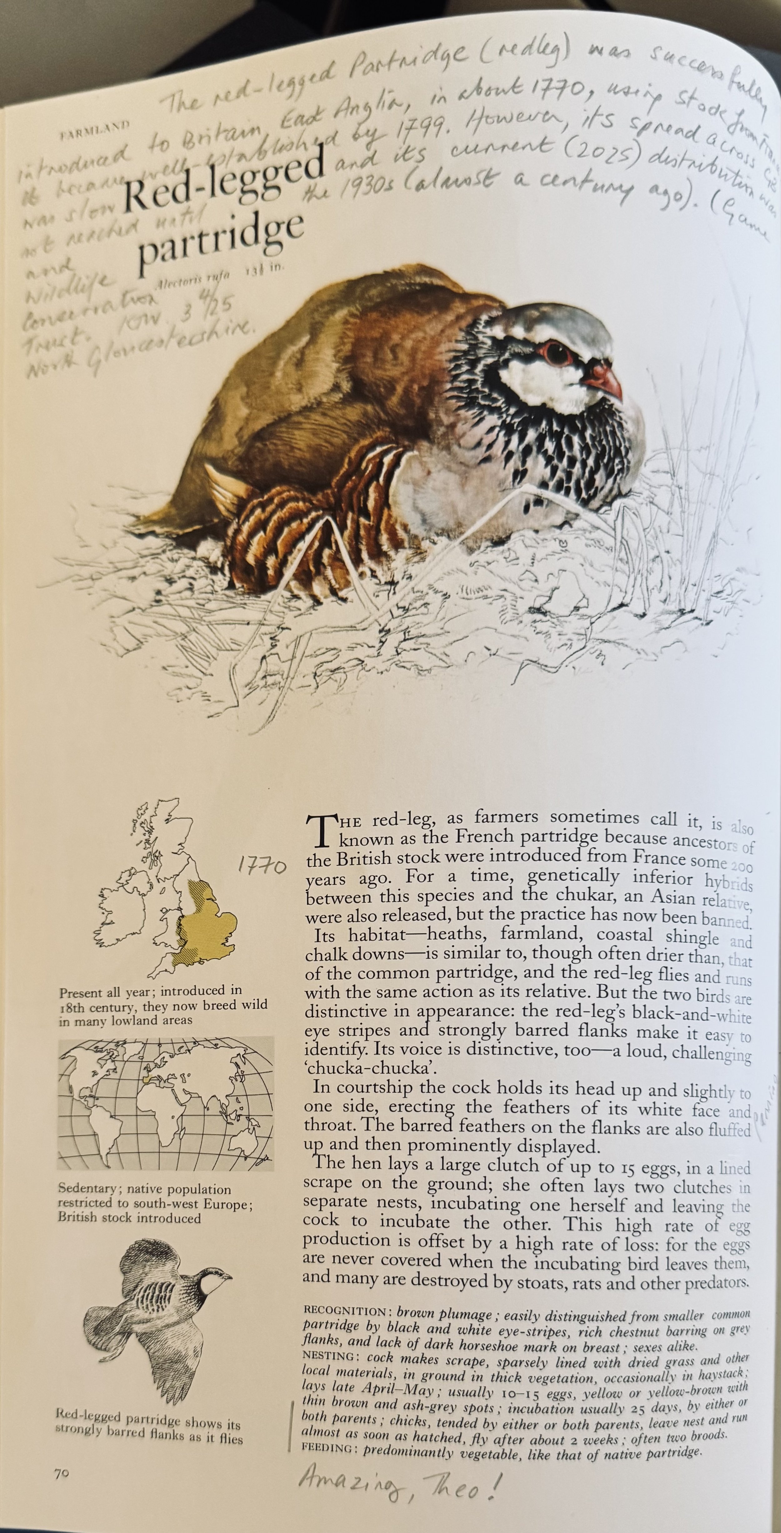 BBB.Red-Legged Partridge.jpg