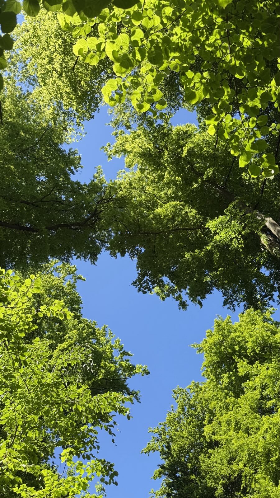 The Glory of Nature