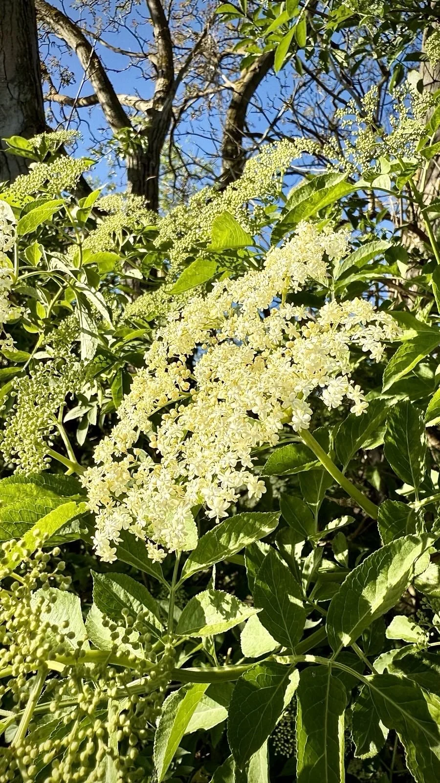 RS Natur 7 12.5.25.JPG