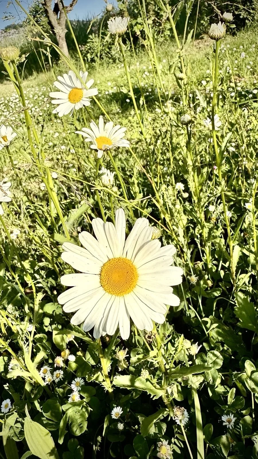 RS Natur 5 12.5.25.JPG