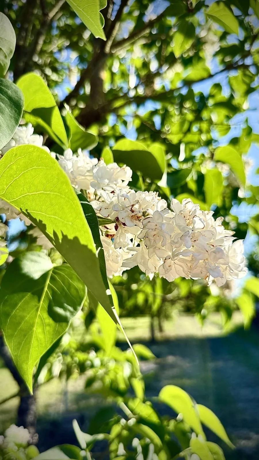 RS Natur 2 12.5.25.JPG