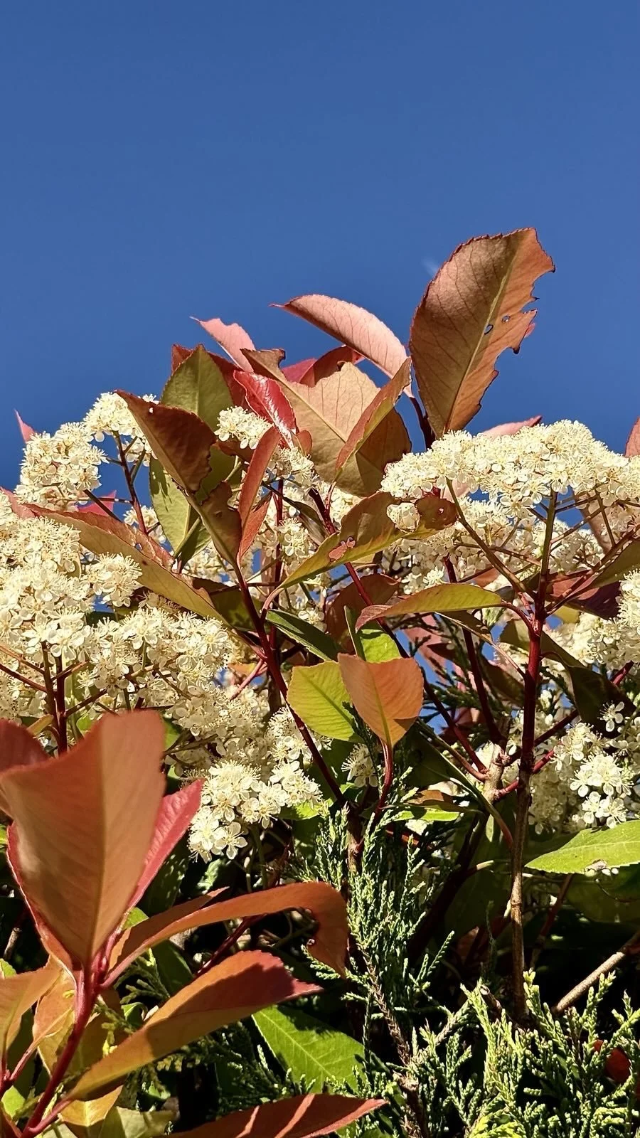RS Natur 1 12.5.25.JPG