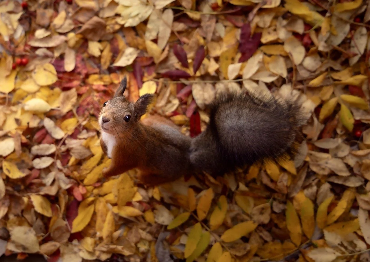 0J5A1613 copy Large.jpeg