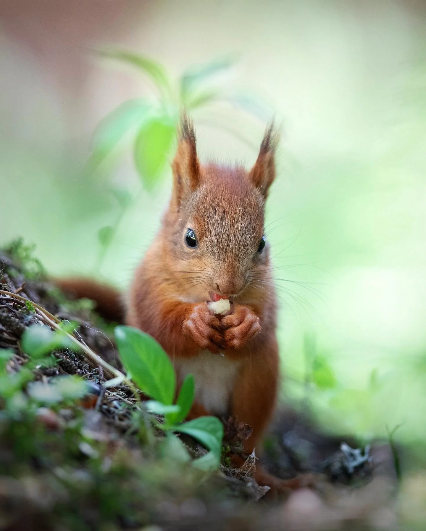 Baby Pear 🐿️🍐

I took a little break from posting on Instagram but happy to start posting some photos! Here&rsquo;s Baby Pear enjoying some pear. This was a photo that almost made it into my Red Squirrels 2024 Calendar but I felt it looked best as 