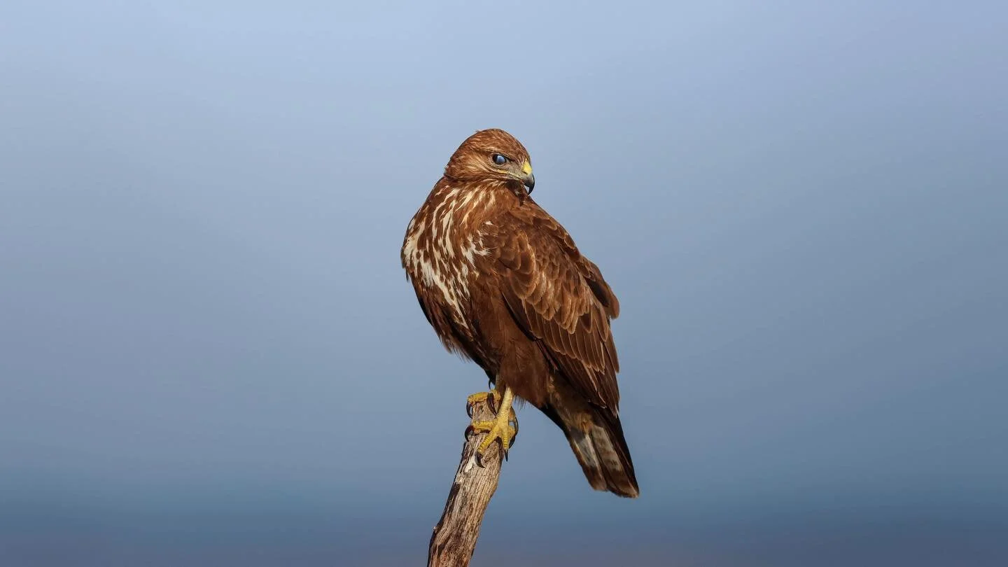 The Buzzard&rsquo;s Blue Eye 

The nicititating membrane is the translucent eyelid that keeps the eyes moist and provide protection. Many animals have them. They&rsquo;re hard to capture without a fast shutter speed! This photo is from my lynx video.