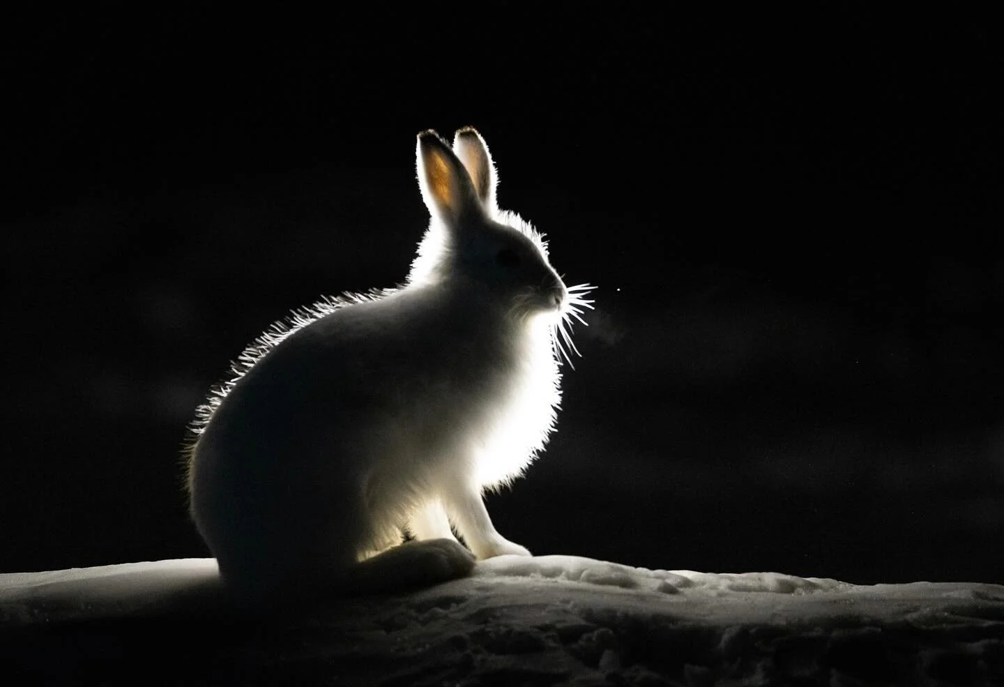 Mountain Hare 🐇

Mountain hares completely transform between seasons; a perfect white coat in winter and a brown coat in the summer. 

After being back in London for a few days, I headed down to the Isle of Wight to film a red squirrel story with Re