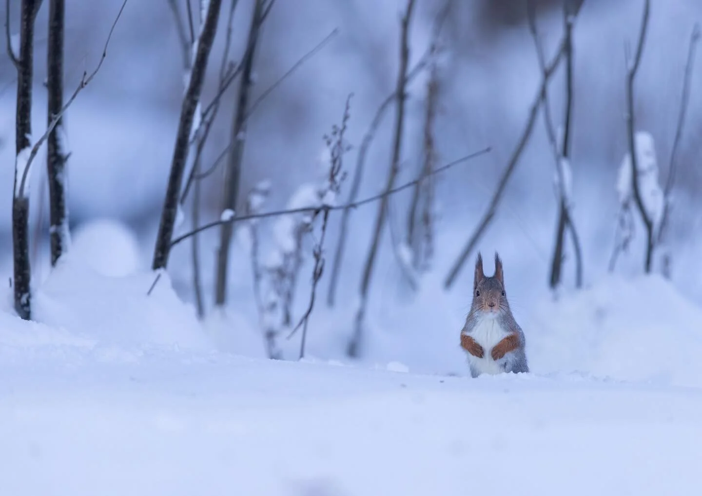 A Frozen Winter World

You'd think after watching red squirrels for almost four years, that l'd have discovered everything about them. But this year in particular, I've learned so much. And this winter I watched squirrels make tunnels under the snow,