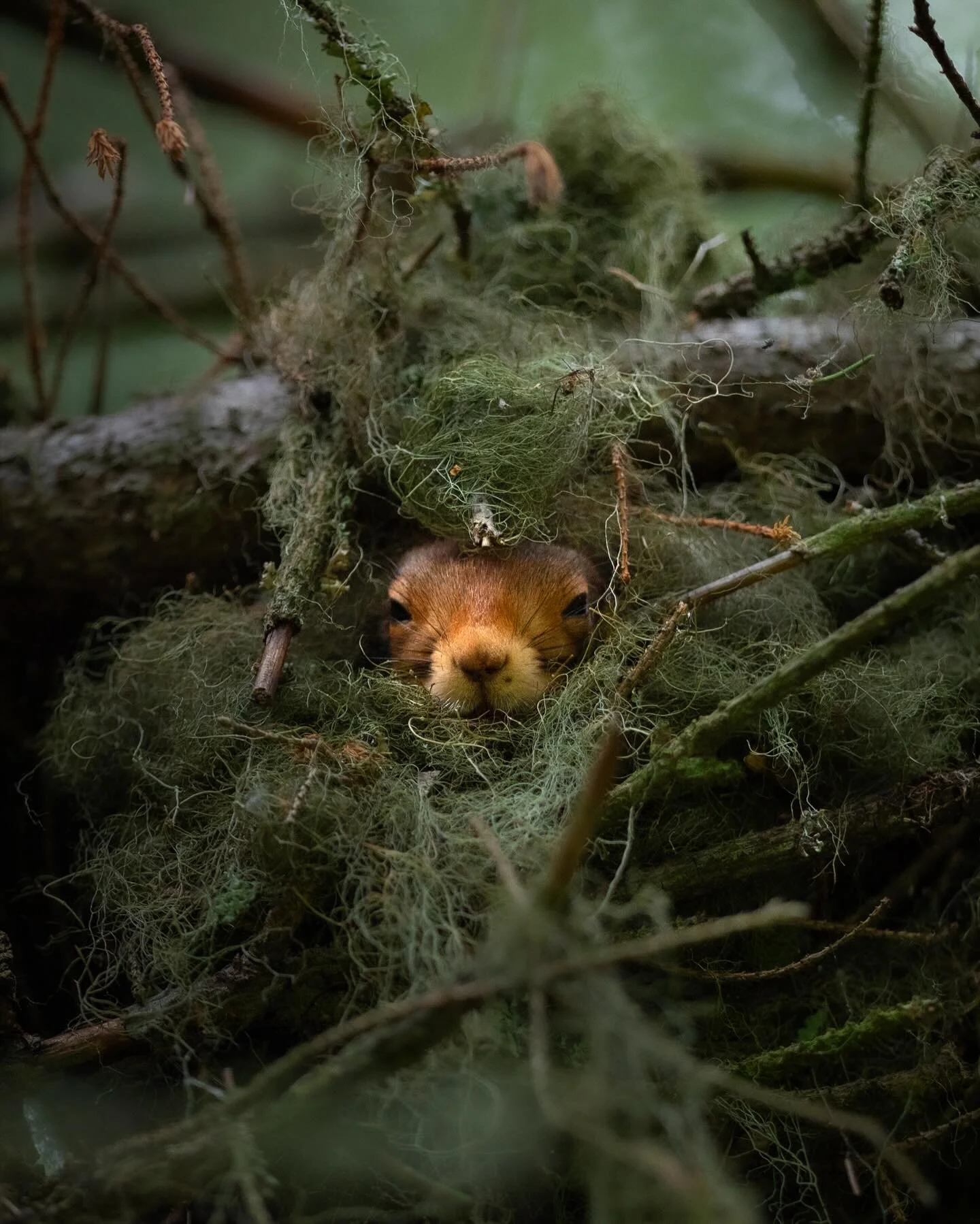 Even squirrels struggle to get out of bed 😴

Ever seen where a squirrel sleeps? Squirrels sleep in a drey, a nest like structure made from sticks, moss, lichen and other materials. Squirrels will also sleep in tree trunks, often excavated by a woodp