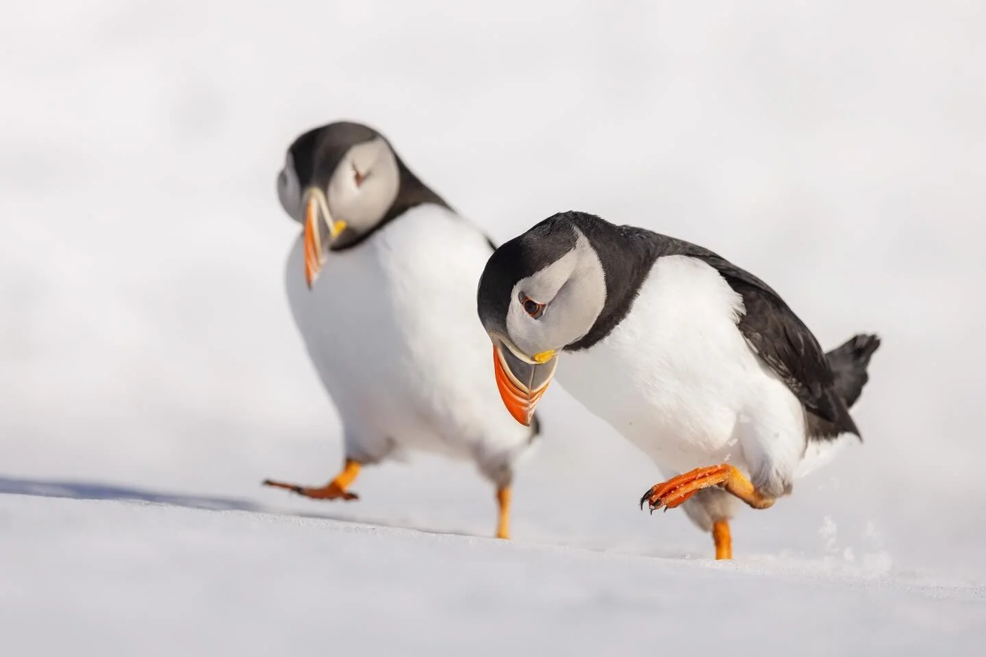 Puffin Tango 💃🏻

A pair of puffins get into position for some romantic bill taping, a behaviour many seabird species do. In fact, courtship between pairs happens across the animal kingdom but many seabird pairs will tap their bills together to disp
