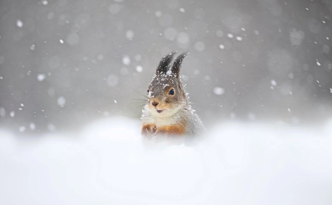 2EFD77DB-5720-4396-A10A-9CDC1E50F056 Large.jpeg