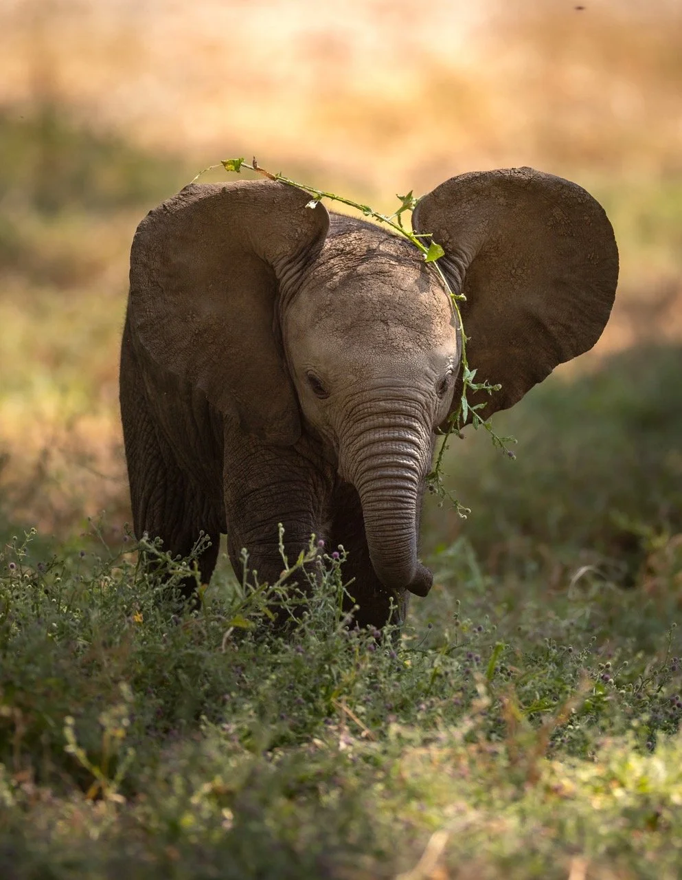 0J5A53922-sharpen Large.jpeg