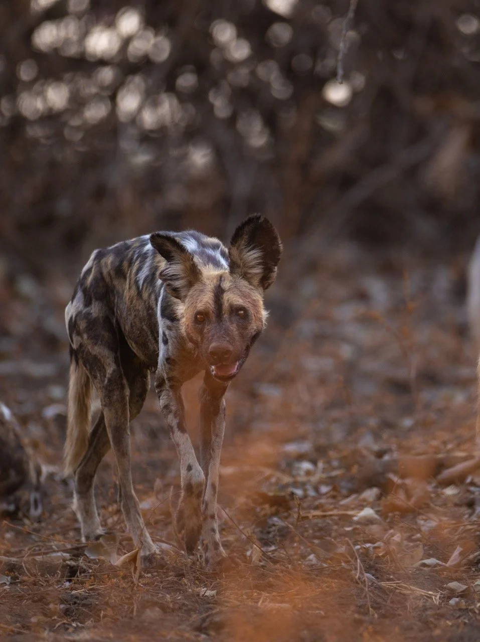 062A9104 156 Large.jpeg