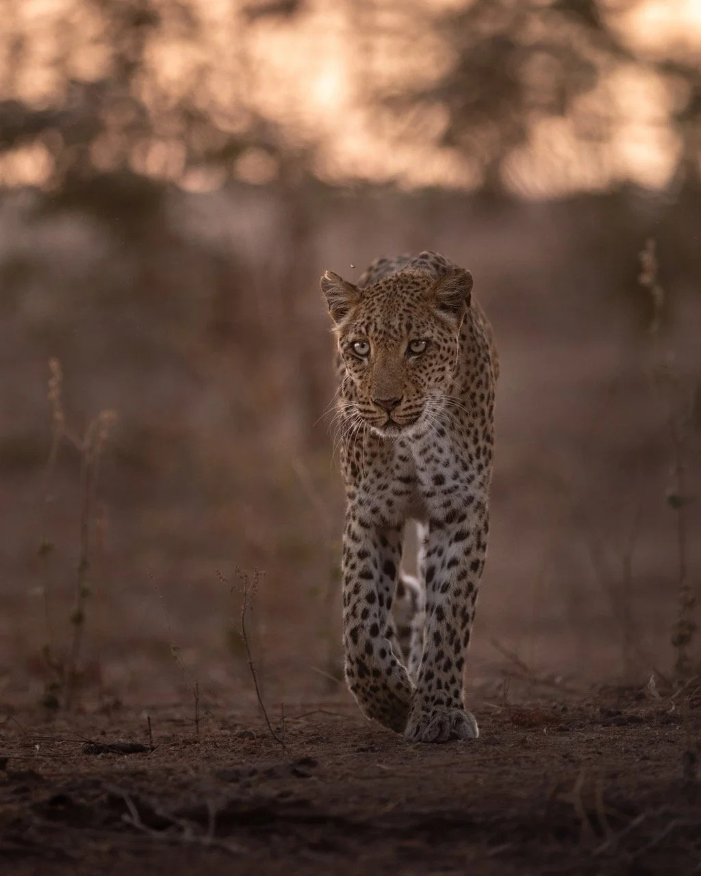 0J5A31792-denoise-sharpen Large.jpeg