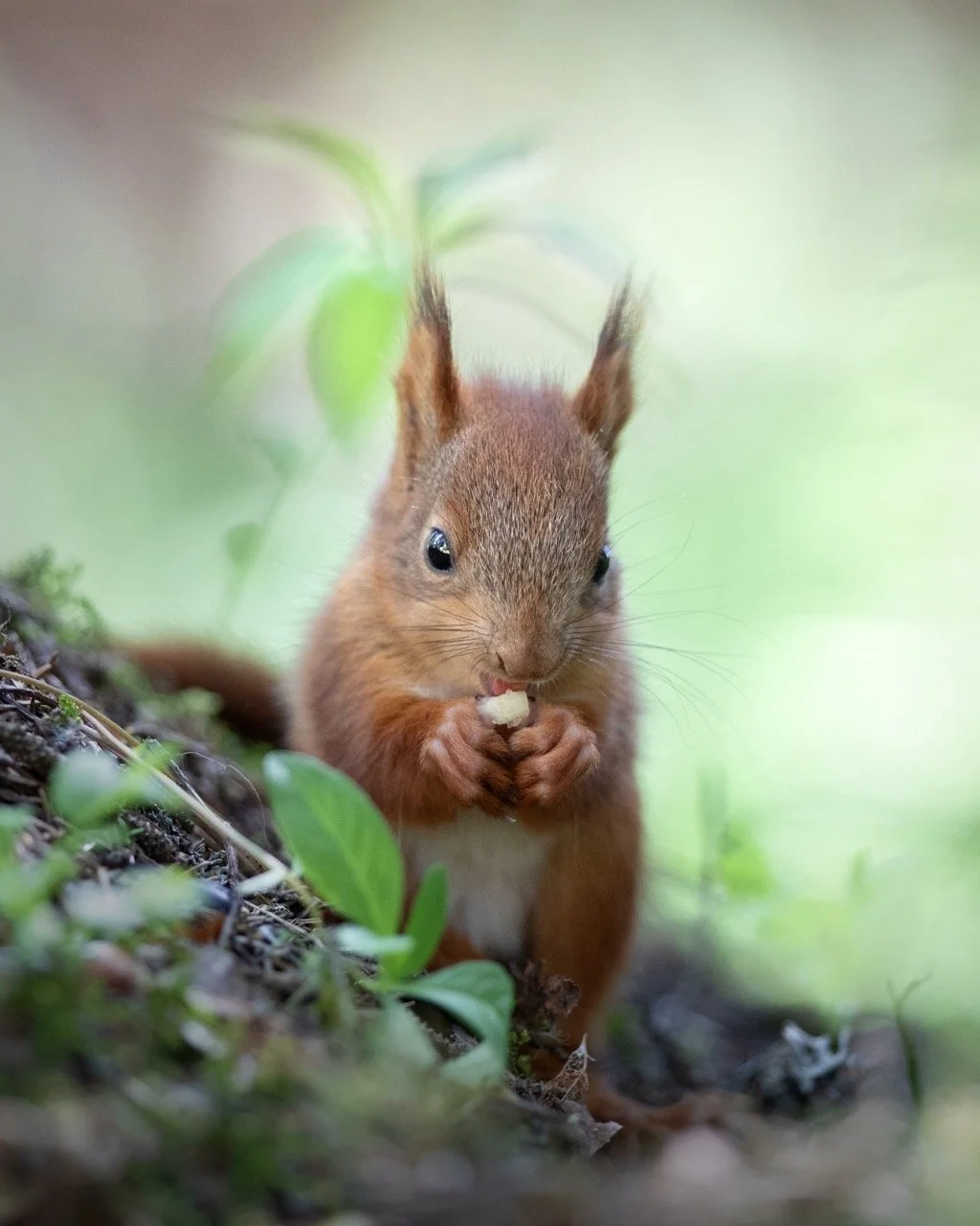 0C7A7371-2 Large.jpeg