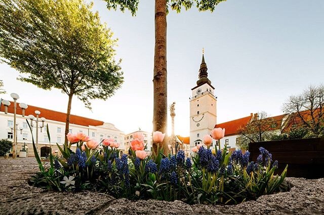 🌷 JARN&Aacute; TRNAVA 🌷⠀
Korona-nekorona, jar nepočk&aacute;! Rozkvitnut&aacute; Trnava m&aacute; každ&yacute;m rokom v&auml;č&scaron;ie a v&auml;č&scaron;ie čaro. Kvetinov&eacute; z&aacute;hony rozjasnia star&eacute; uličky, rozvoniavaj&uacute; pa