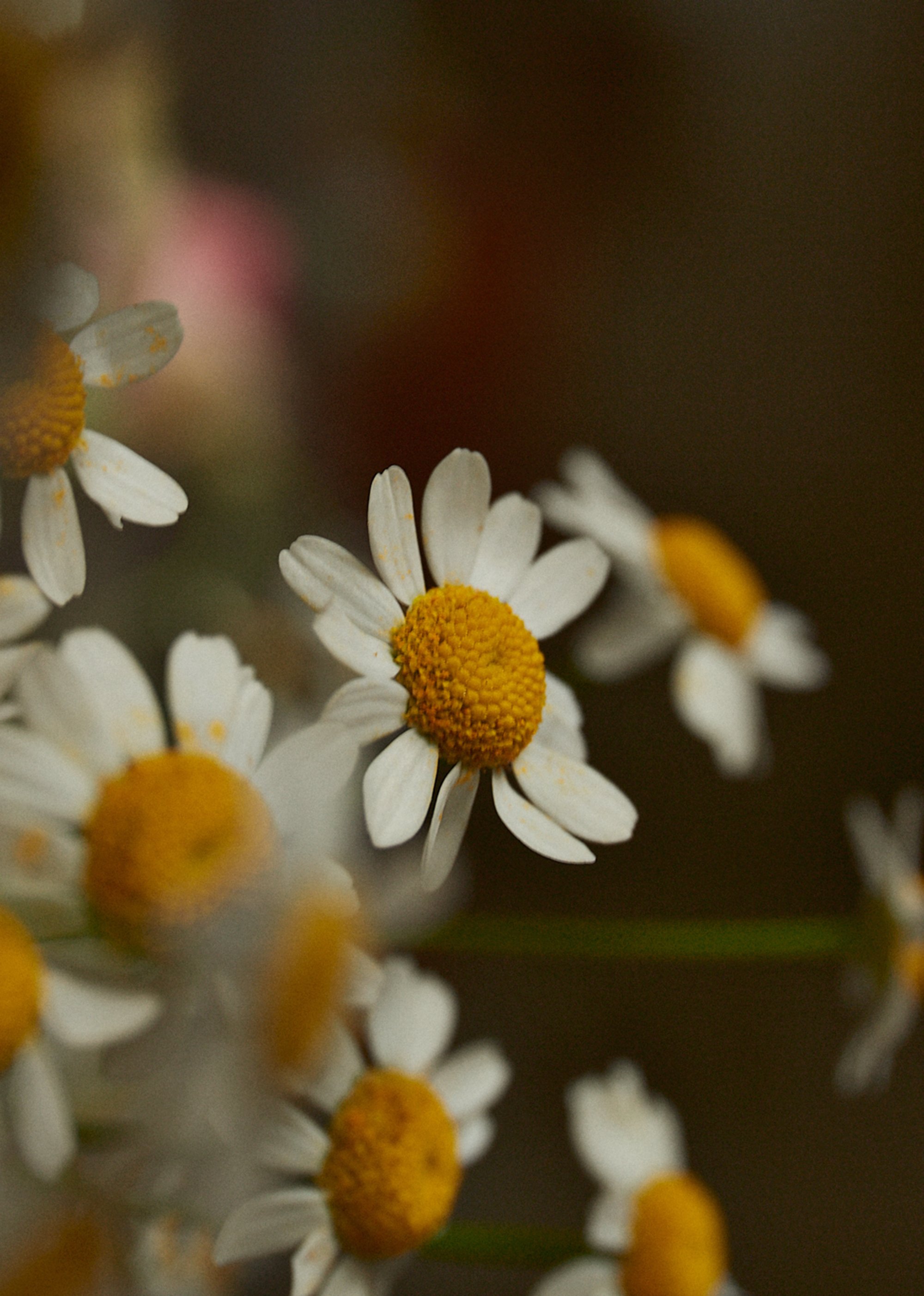 IMG_0679Fleur copie.jpg