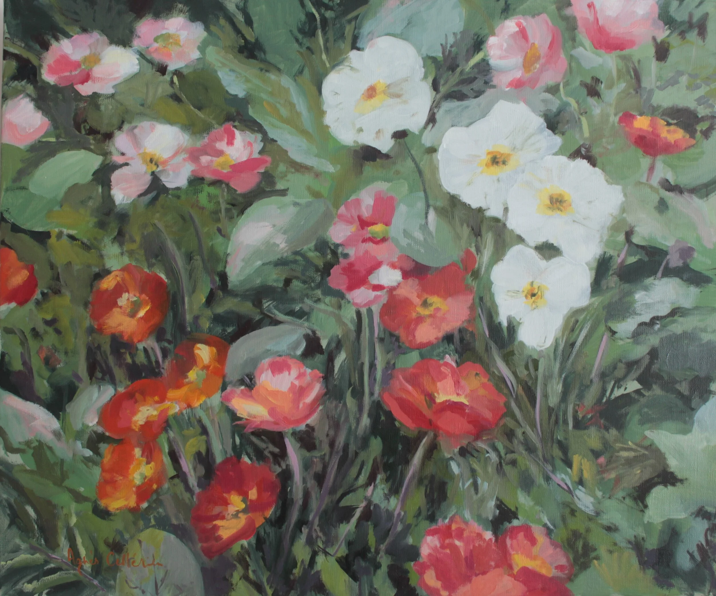 Champs de coquelicots