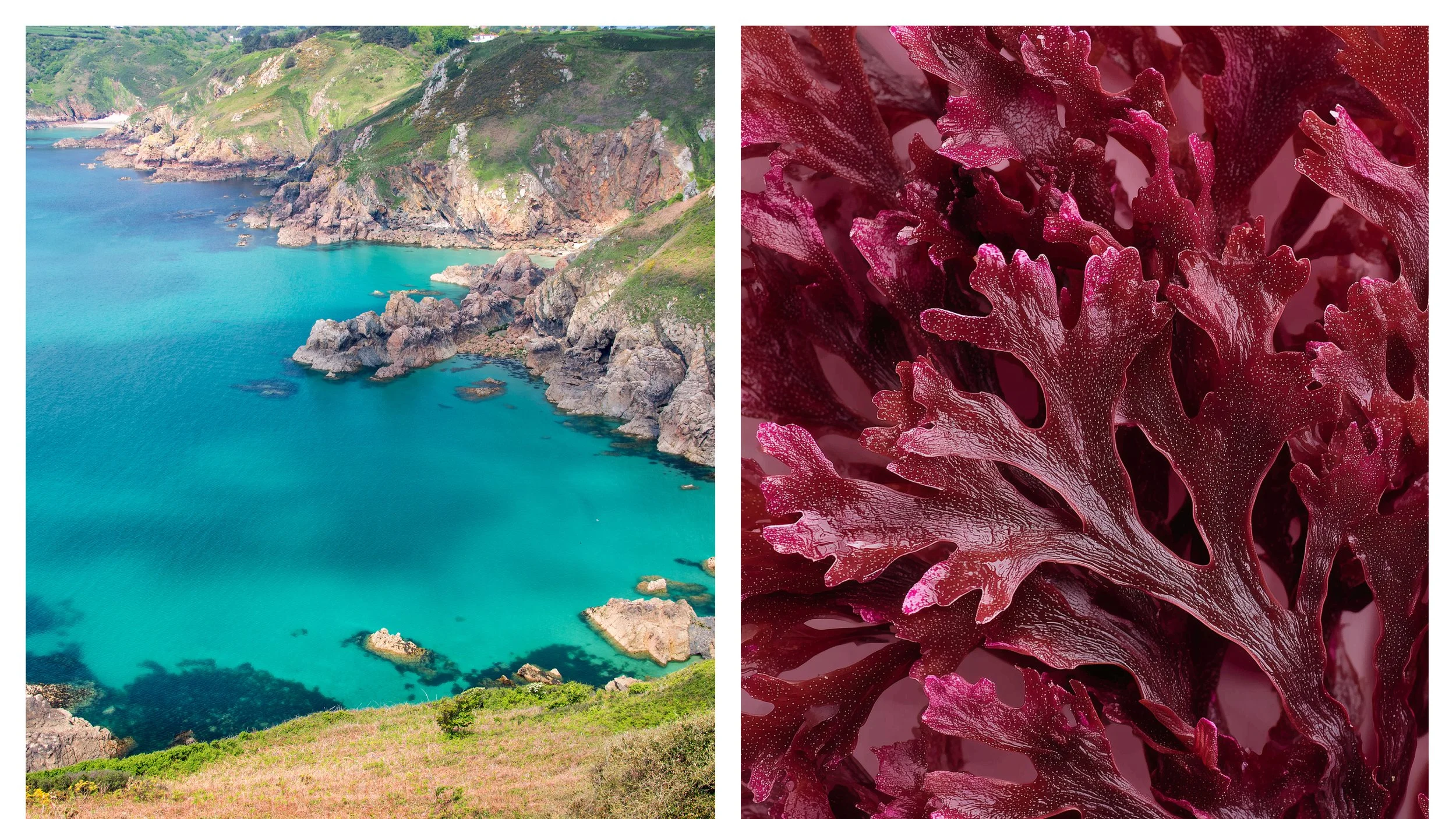 Guernsey Seaweed.jpg