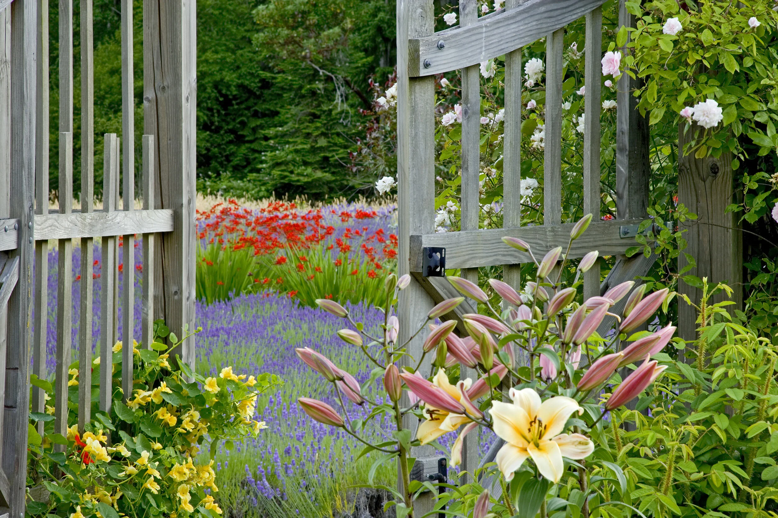 garden.jpeg