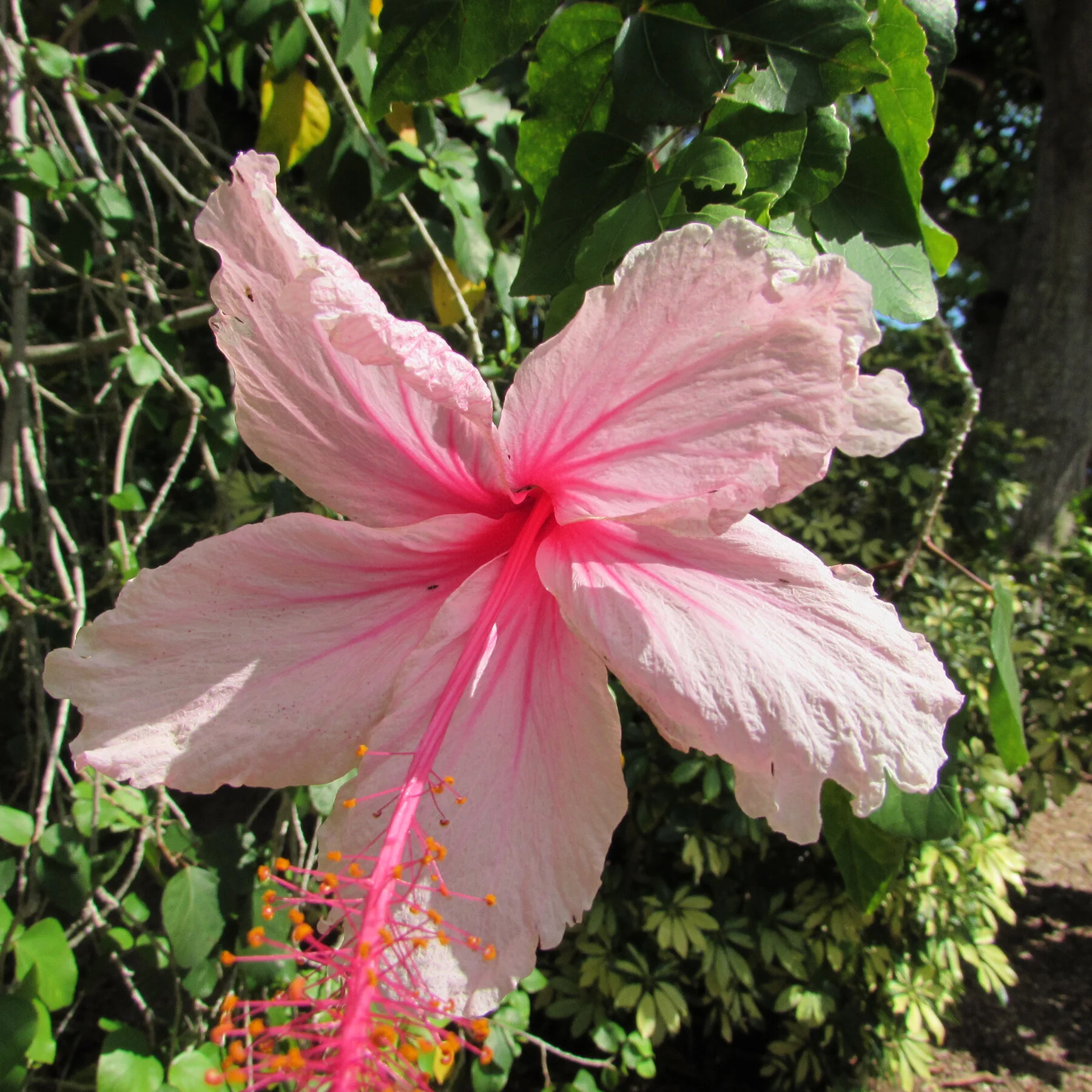 garden page.jpg