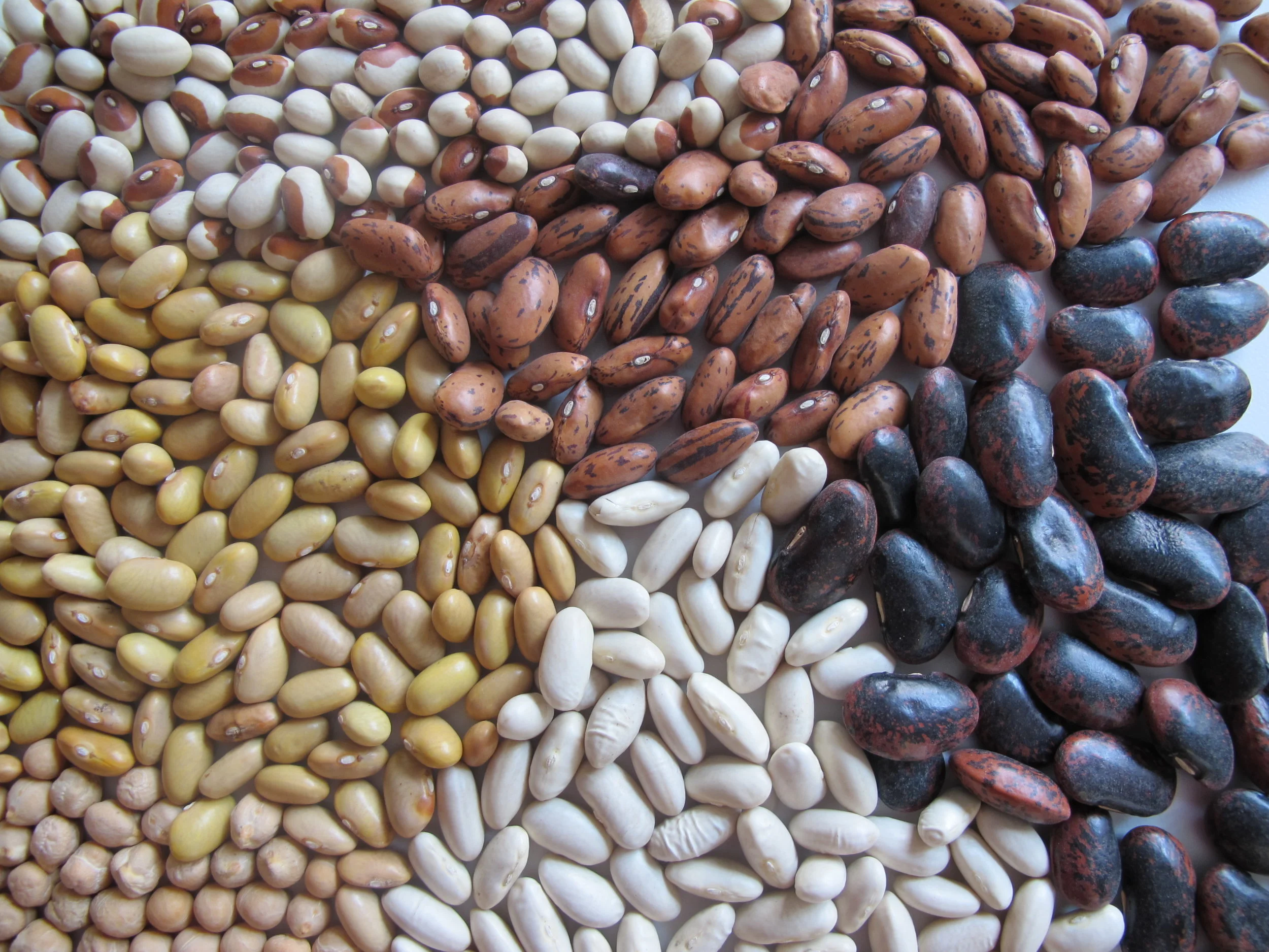 Fagioli Misti al Forno