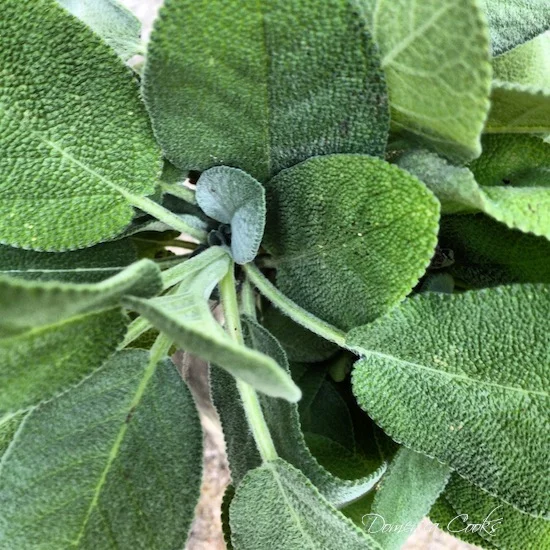 Batter-Fried Sage Leaves and a Little Sage Advice