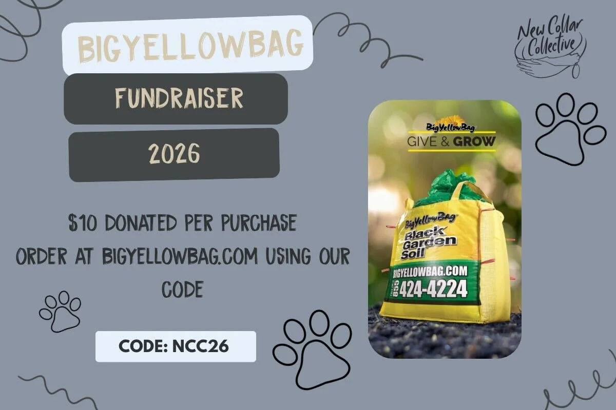 Big Yellow Bag Fundraiser