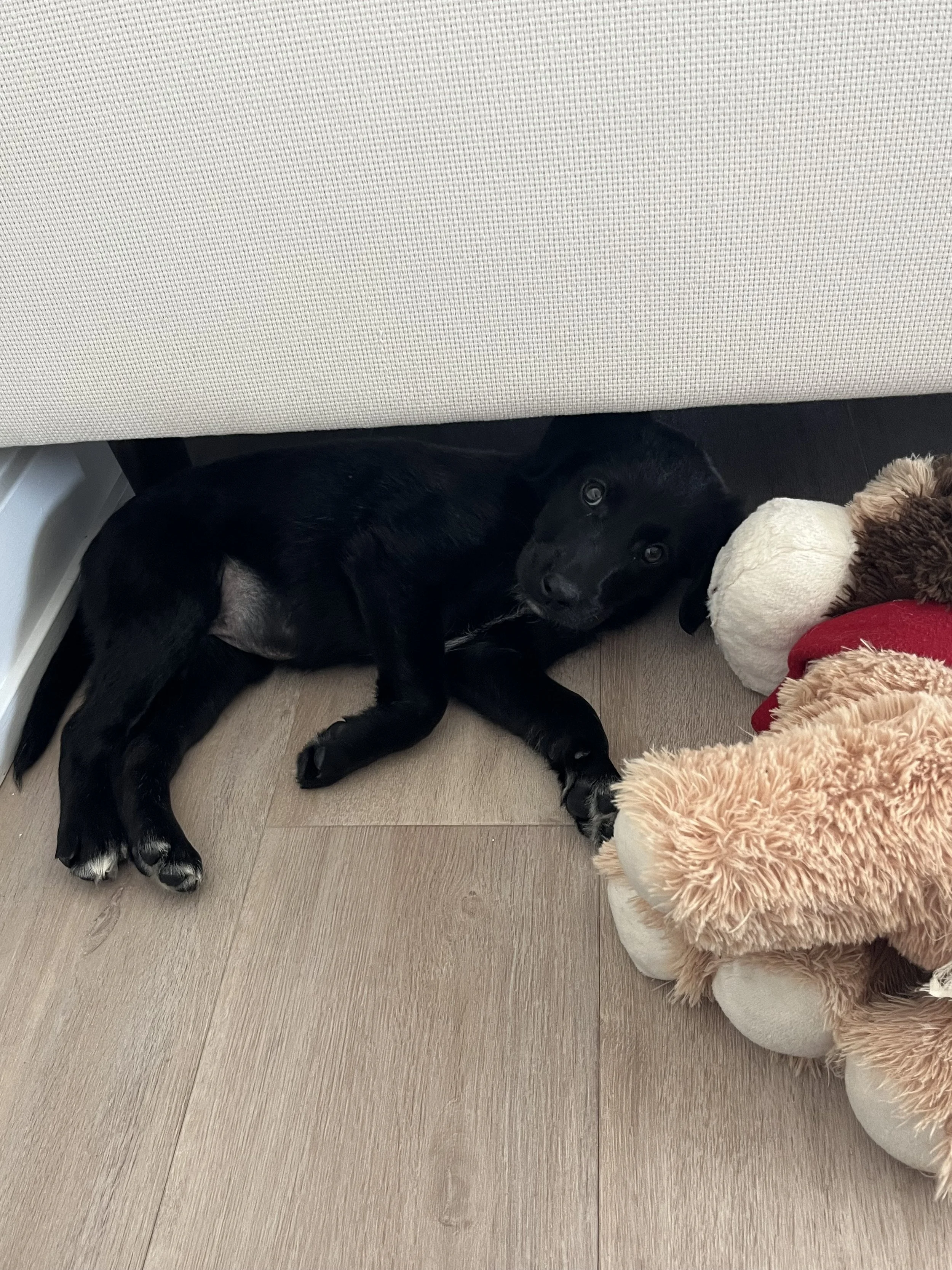 Tillie — New Collar Collective