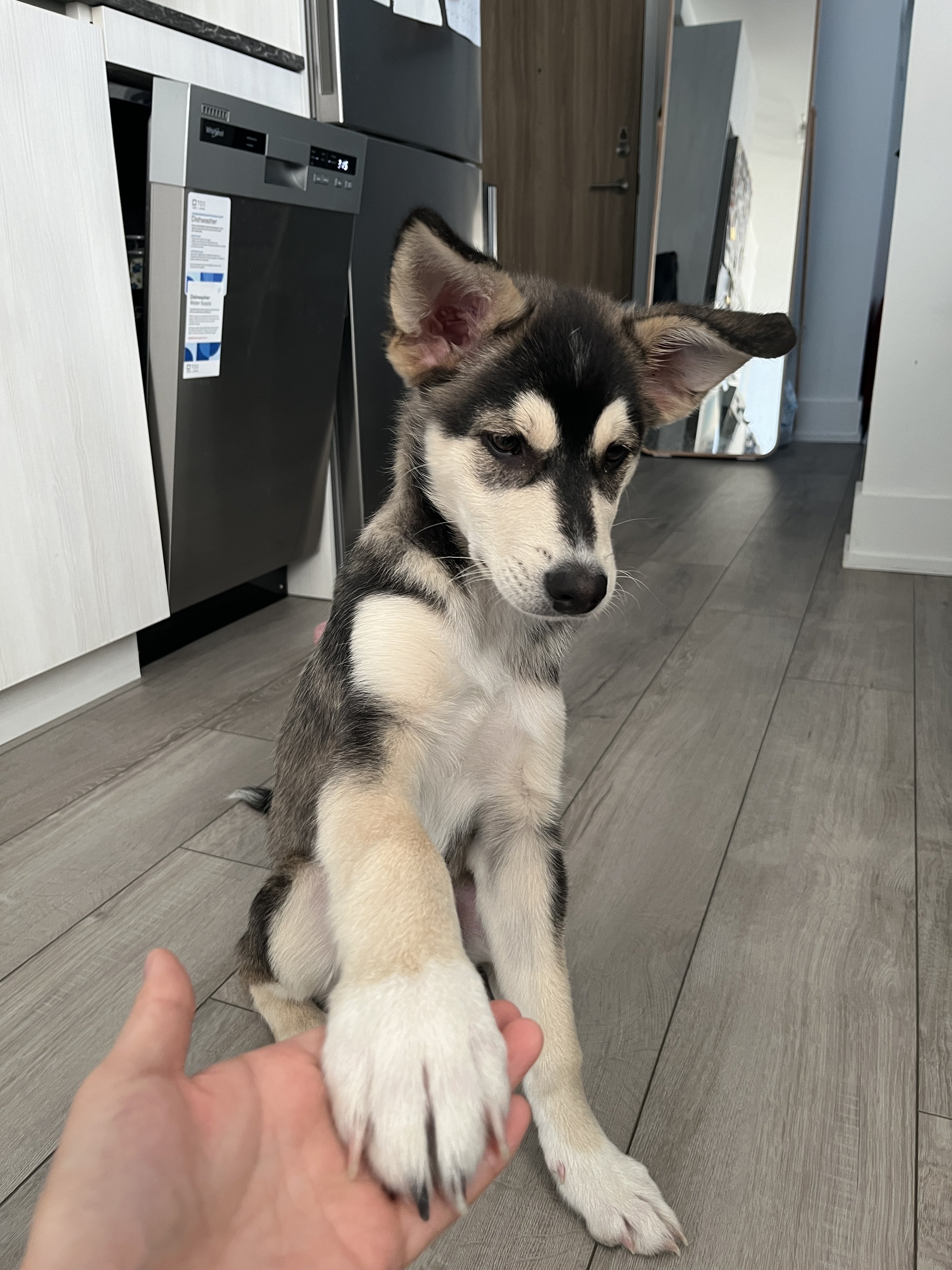 Wallaby — New Collar Collective