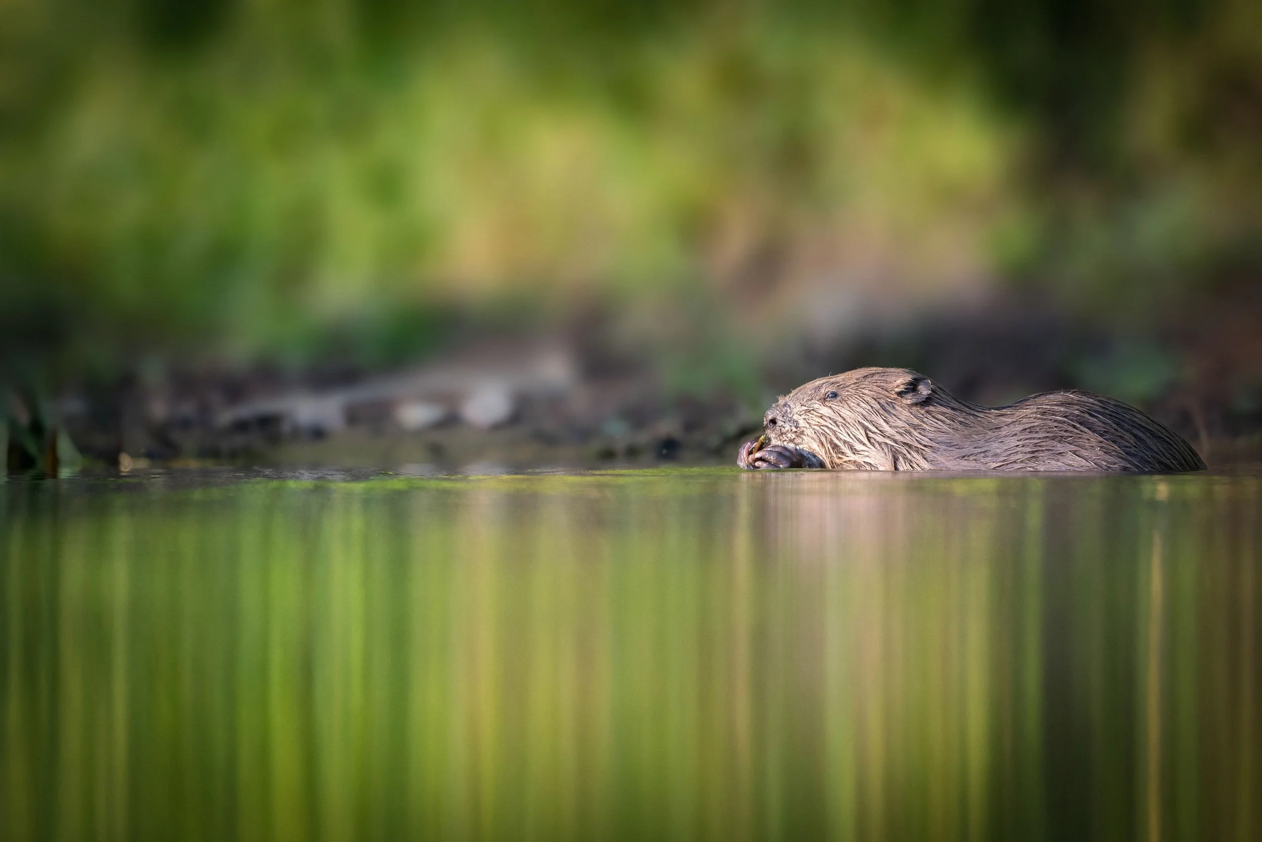 Beavers.jpg