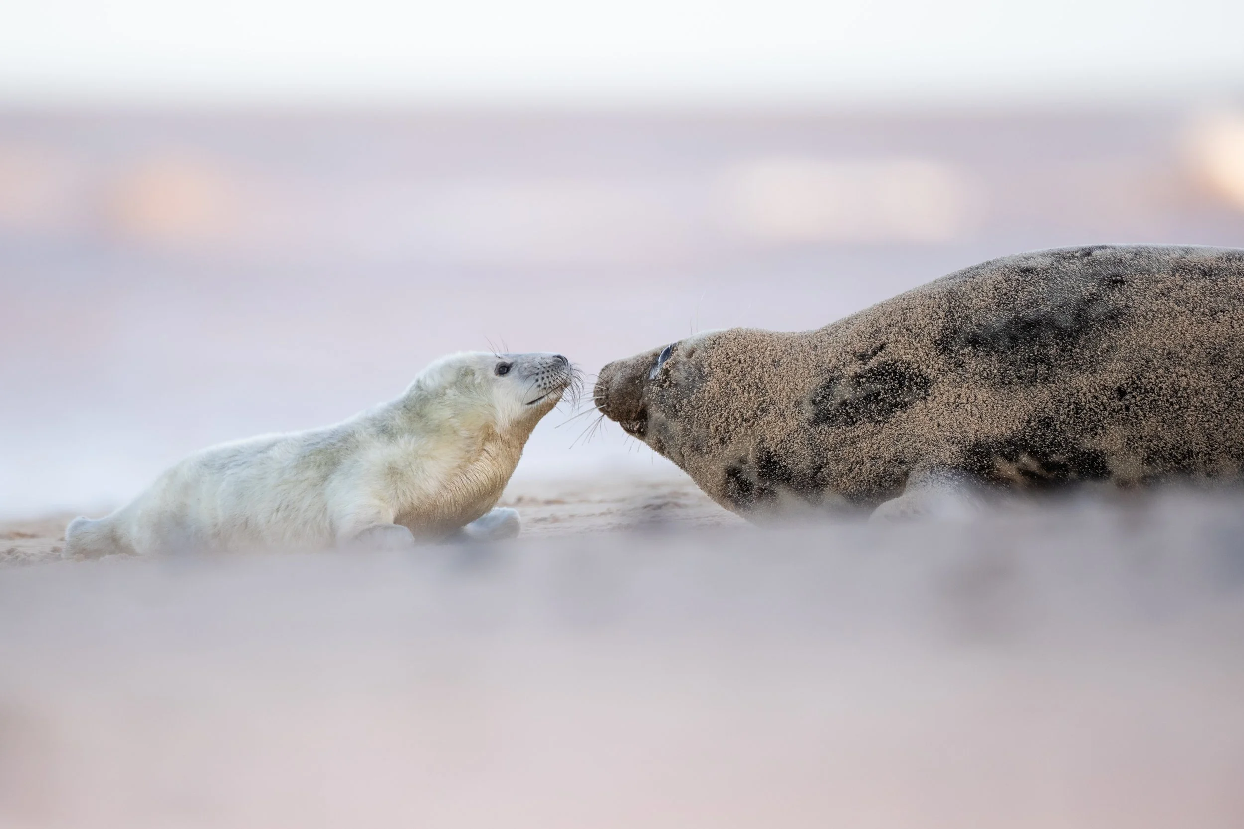 Seal 1.jpg