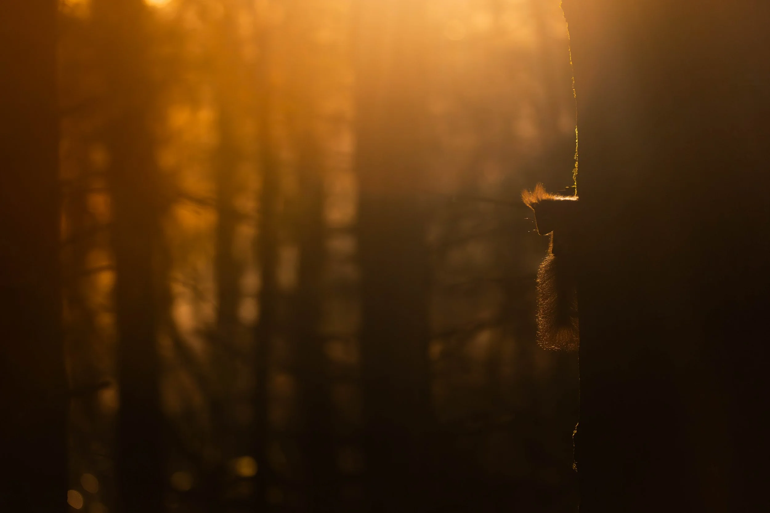 redsunset.jpg