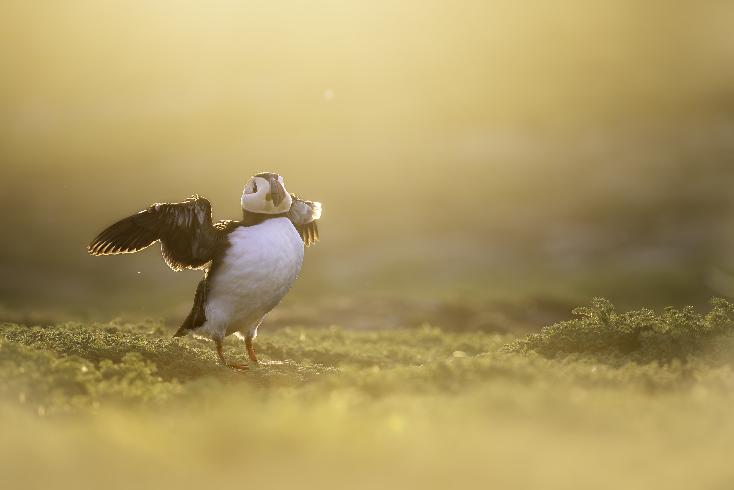 A21I3997-Enhanced-NR-Edit copy.jpg