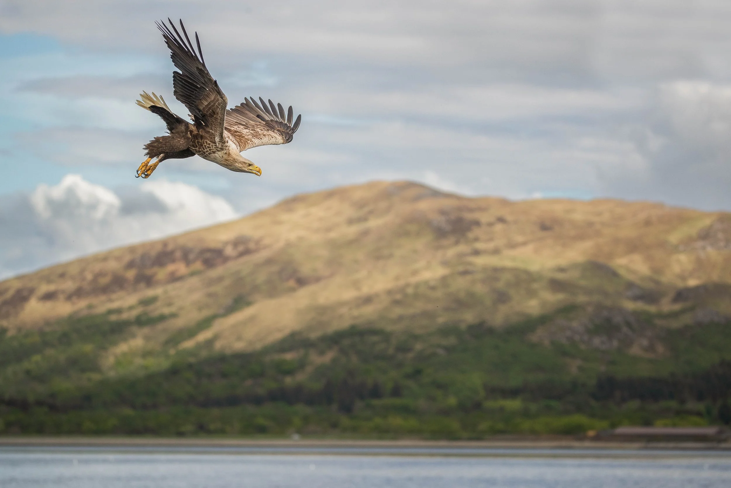 seaeagle.jpg