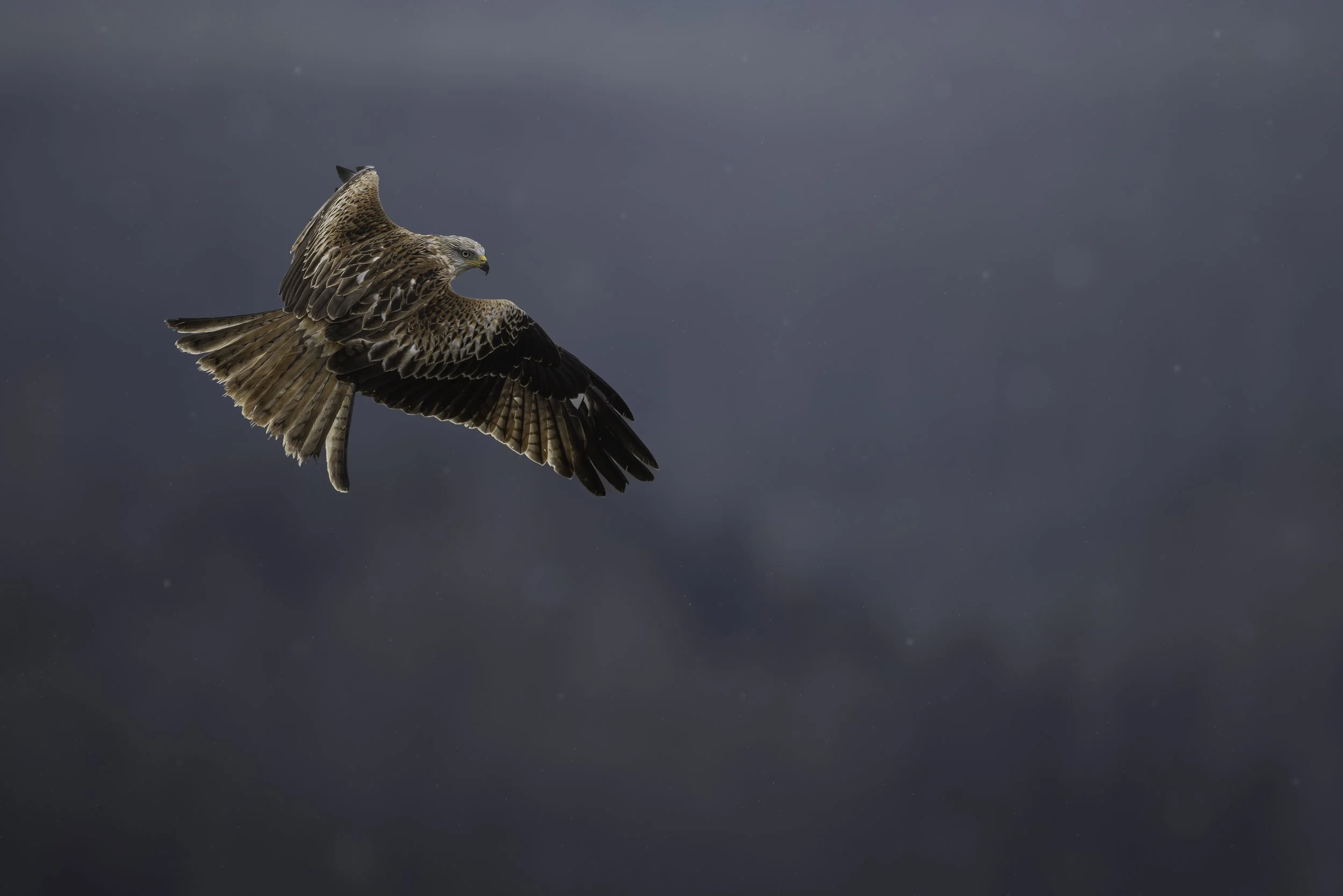 _C1A8798-Enhanced-NR-Edit-Edit copy 2.jpg