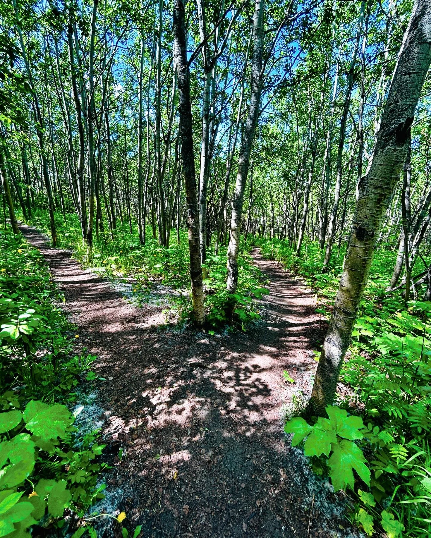 Life is full of Choice Points. 

One of my favorite trails in the city presents me with choice points all the time. 

In more figurative terms, Choice Points are opportunities for us to choose behavior that move us toward or away from our values. 

S