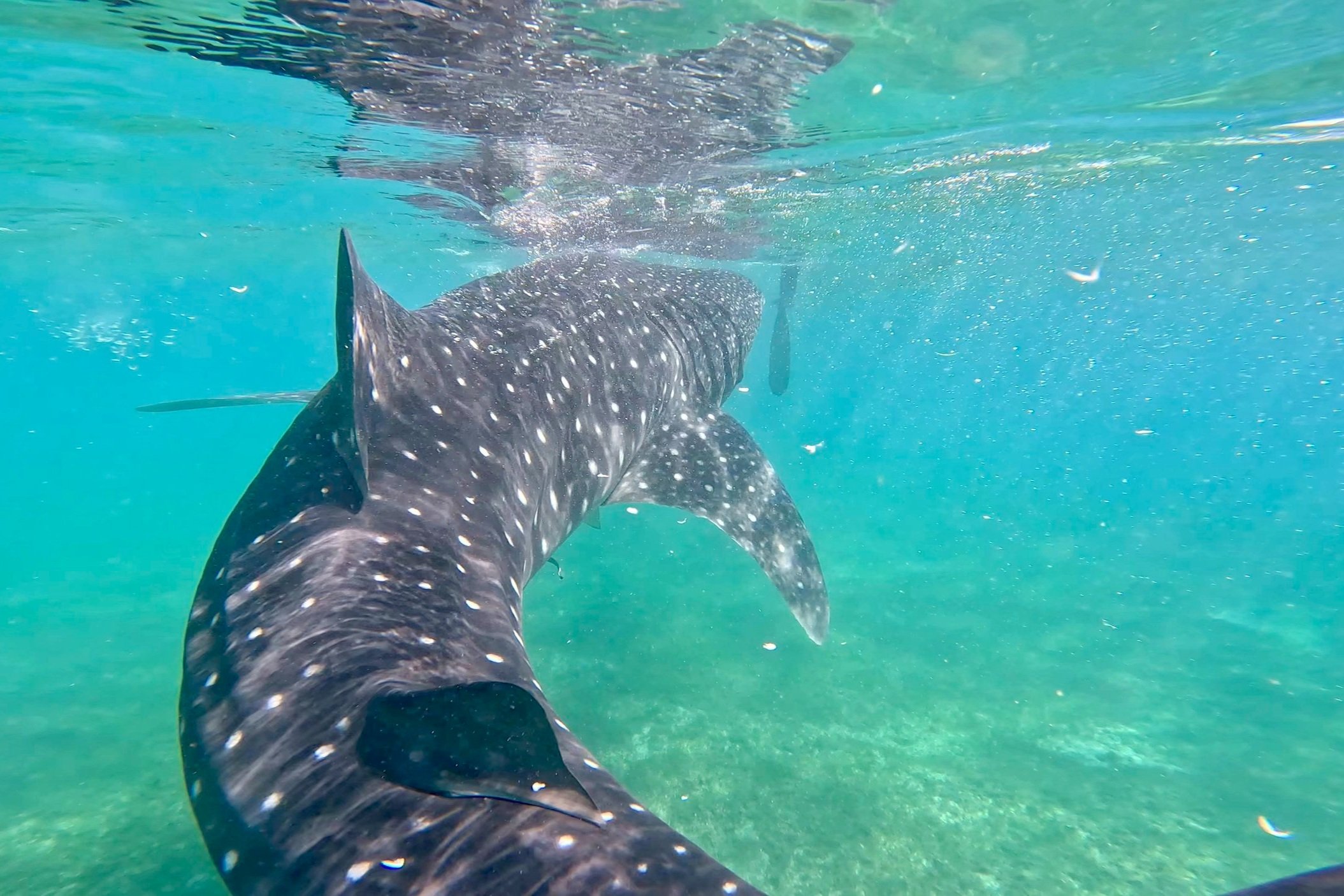 AWOL Dive Team with Whale Sharks