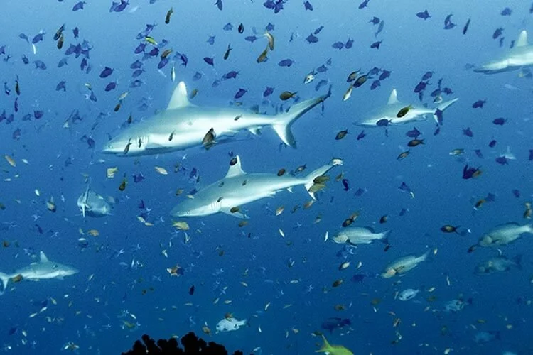 sharks-gathering-rasdhoo-madivaru.jpg
