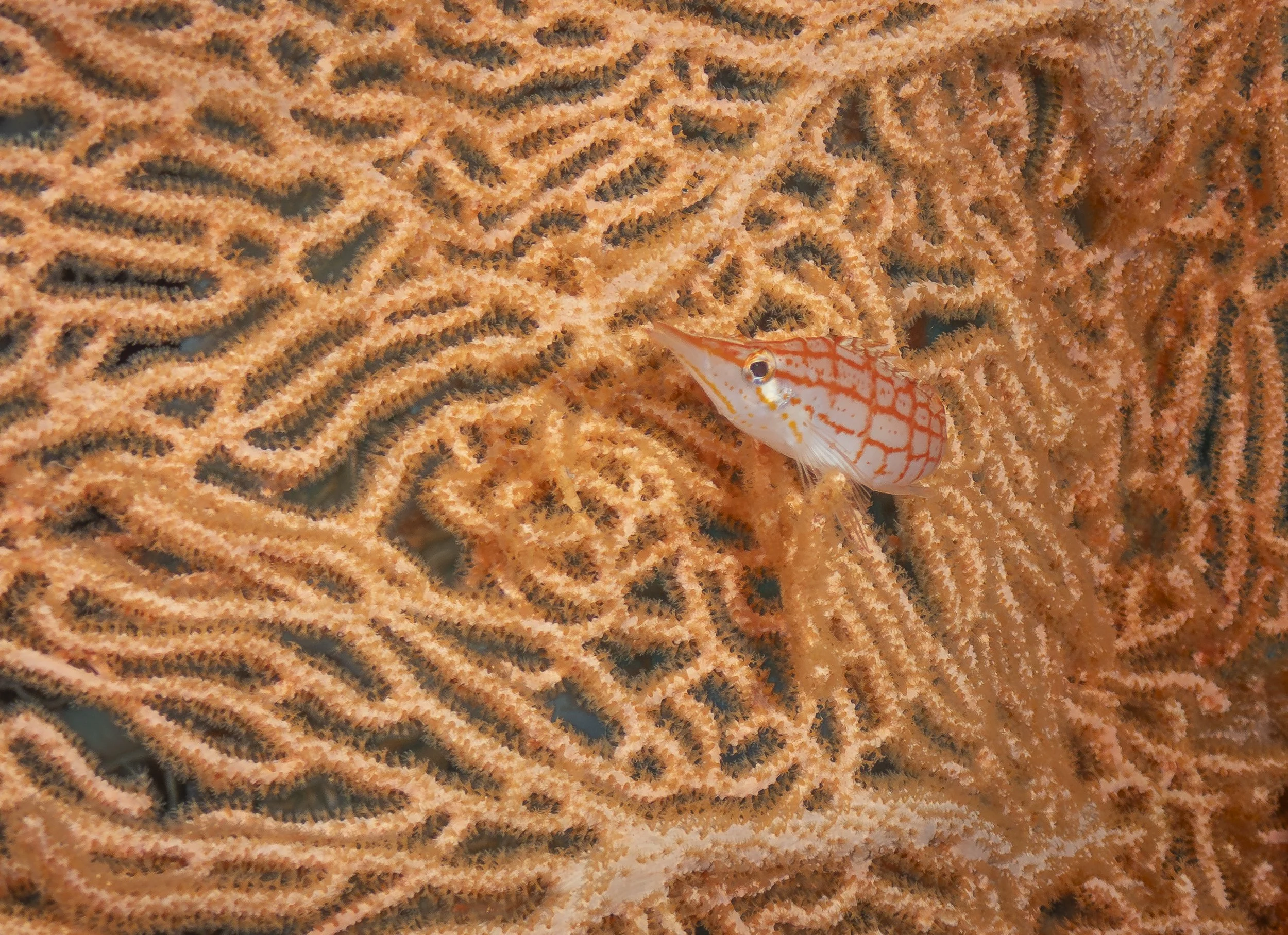 Facebook 2-120460.jpg