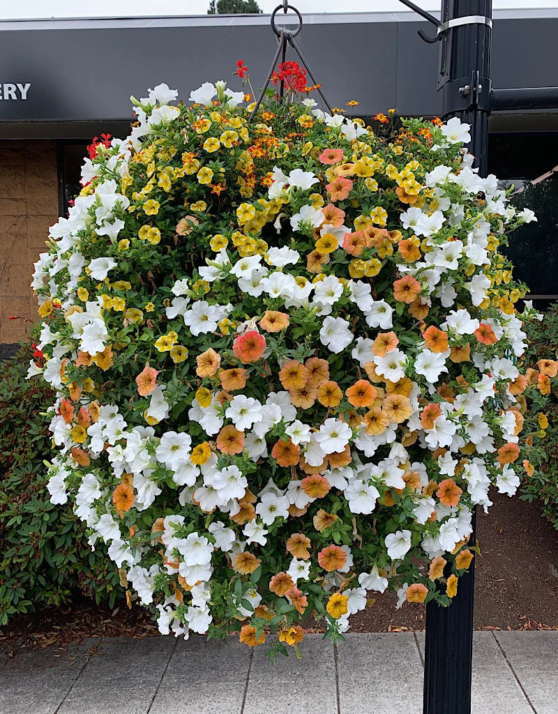 Pre-Order Spring Summer Hanging Baskets — Galveston Gardens