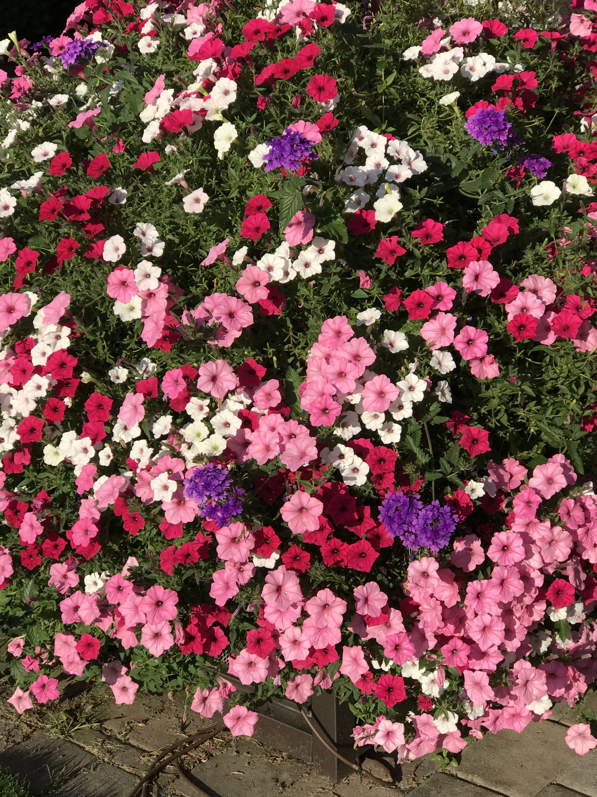 IMG_2247.jpeg