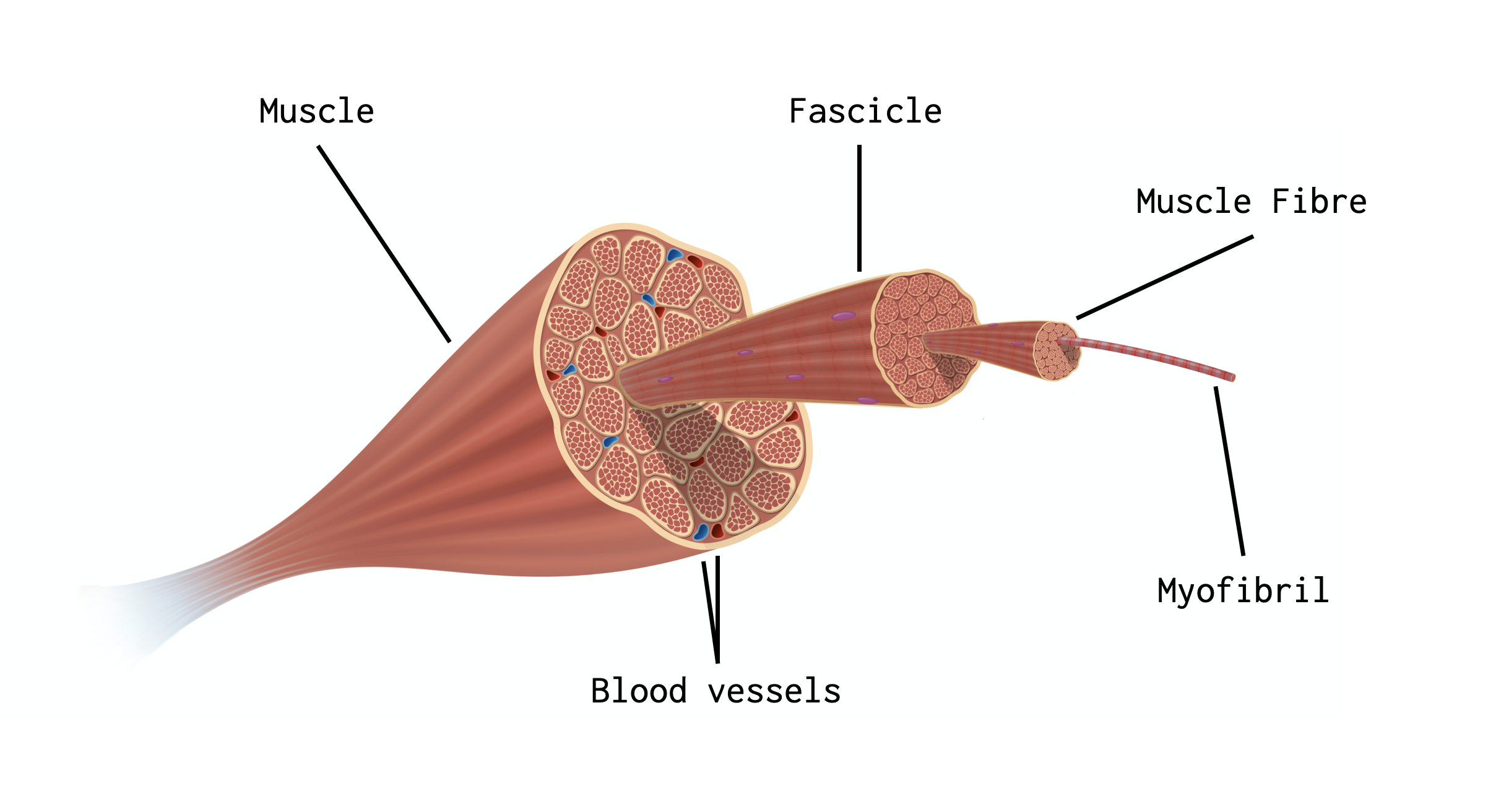 5-amino-1mq Skeletal muscle | Shaanxi BLOOM Tech Co., Ltd 5-amino-1mq Skeletal muscle | Shaanxi BLOOM Tech Co., Ltd