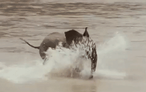 johnnyslittleanimalblog:

(via GIPHY)