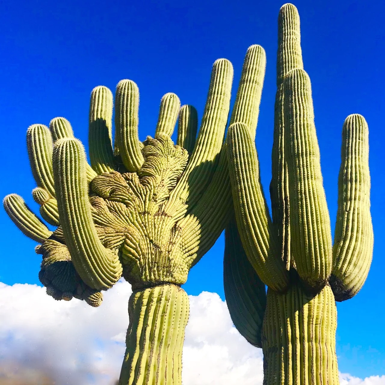 lizacharlesworth1:Desert Duo, Tucson by Liza Charlesworth