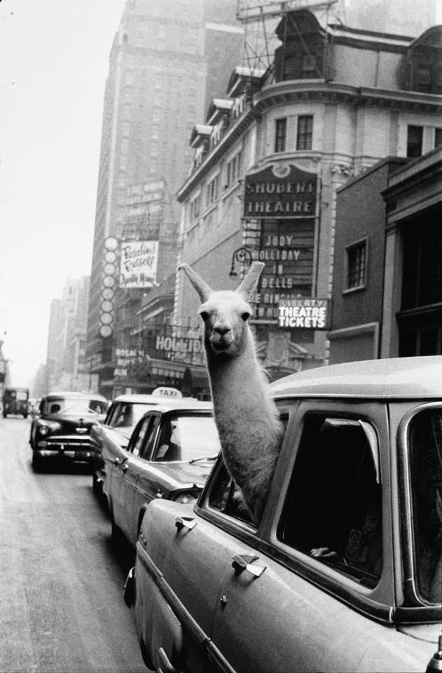 hoscos:

A llama in Times Square NYC, 1957. Inge Morath.