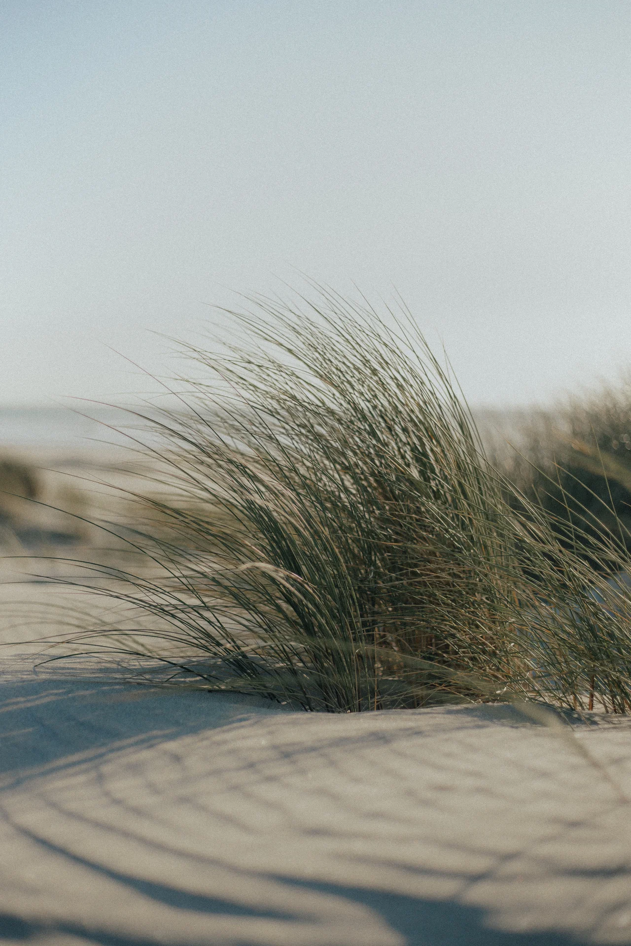 withoutroots:manzanita, oregon | september