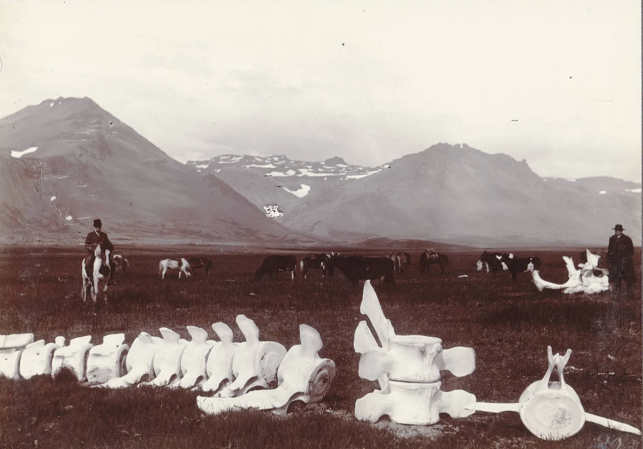 inland-delta:
Whale bones on the S. Coast of Snæfellsnes, near Búðir, Iceland, ca. 1900