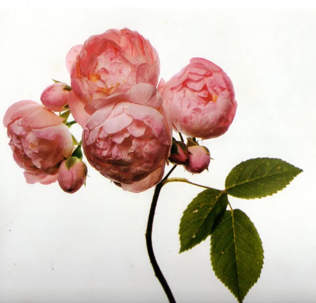 lapitiedangereuse:

Irving Penn, PEONIES